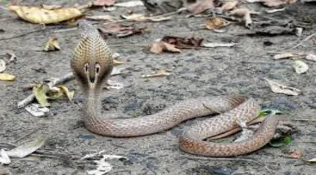 snake