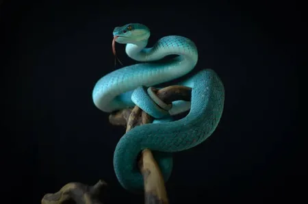 snake