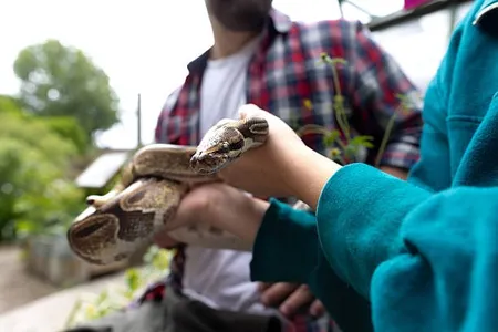 snake