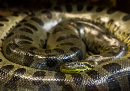anaconda