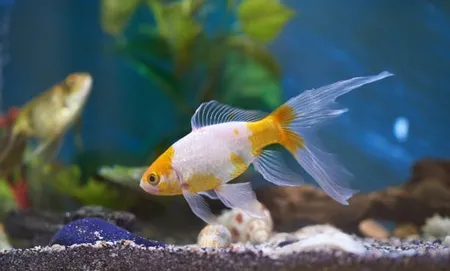 fish tank