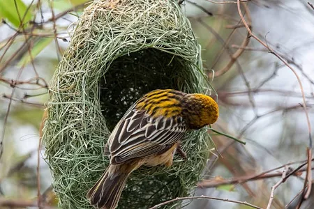 birds nest