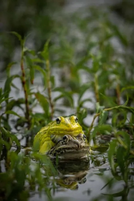 frog
