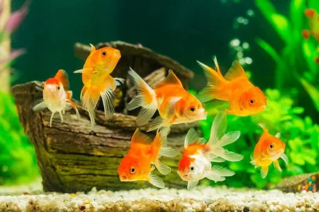 fresh water fish