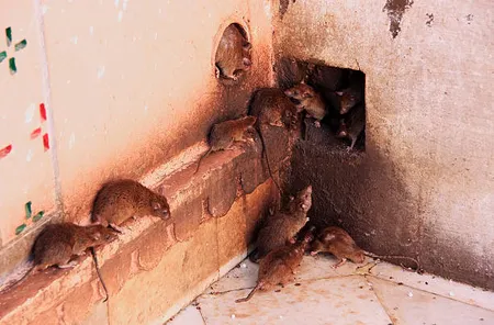 rats