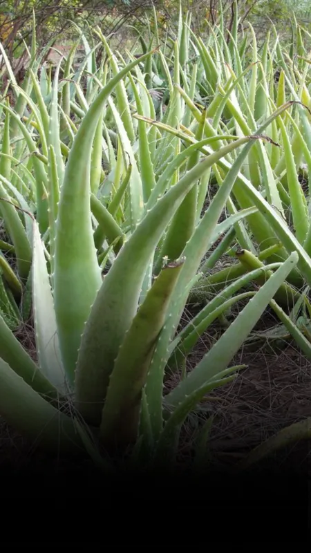 aloevera