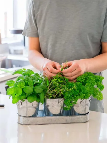 Indoor-Plants-That-Can-Be-Grown-From-Kitchen-Waste