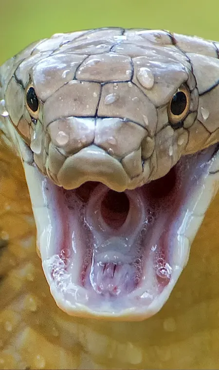 Most-Venomous-Snakes-in-the-World