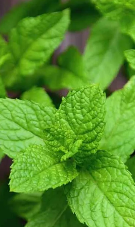 Medicinal-Plants-You-Can-Grow-at-Home