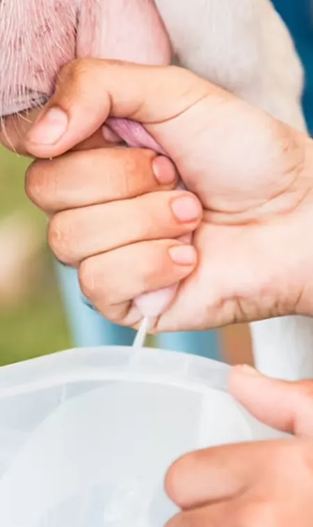Health-Benefits-of-Goat-Milk-You-Should-Know