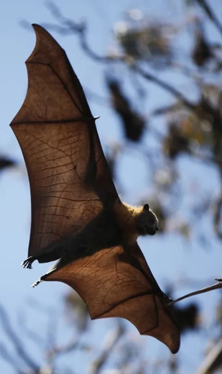 Animals-That-Carry-Deadly-Diseases