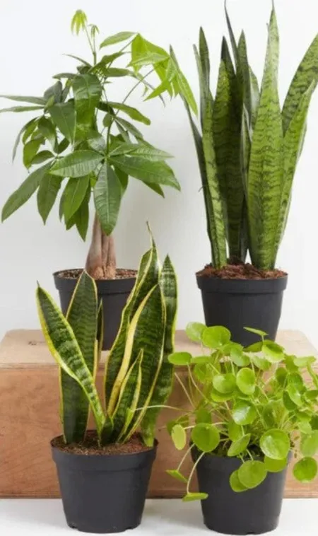 Auspicious-Indoor-Plants-to-Bring-Prosperity-to-Your-Home