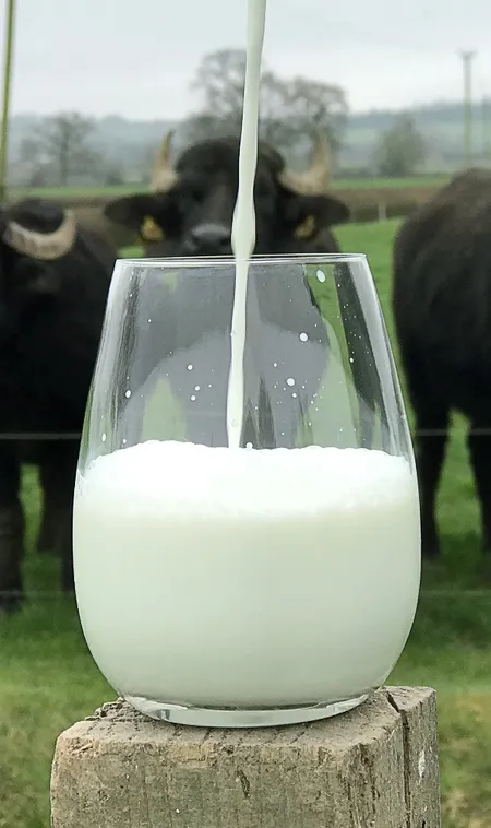 What-are-the-Health-Benefits-of-Buffalo-Milk