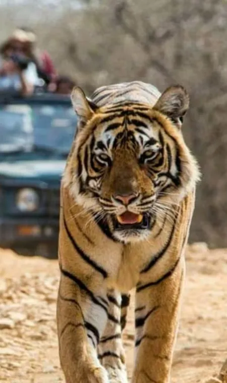 Why-Corbett-National-Park-is-a-Top-Favourite-Among-Touris
