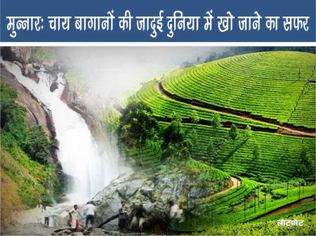 मुन्नार : चाय बागानों की जादुई दुनिया में खो जाने का सफर