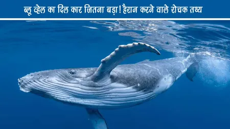 Blue whale का दिल कार जितना बड़ा! हैरान करने वाले रोचक तथ्य 🐋💙