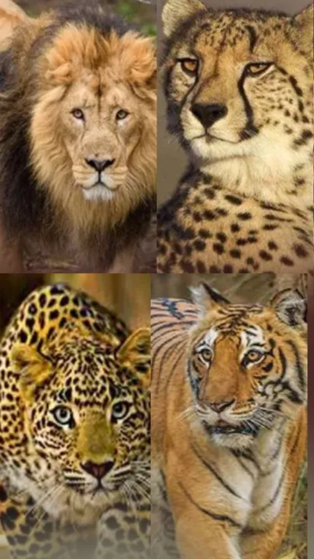 जंगल के शीर्ष 5 शिकारी जानवर: बच्चों के लिए रोमांचक जानकारी