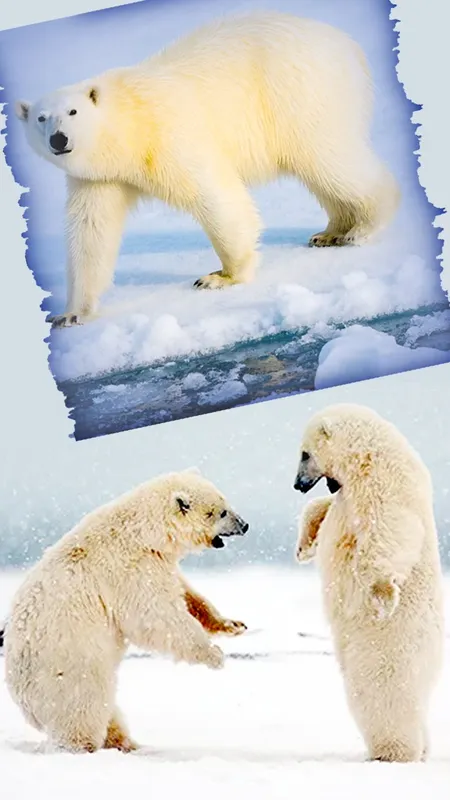 Polar Bear: आर्कटिक का अद्भुत शिकारी और उसके जीवन के रोचक तथ्य