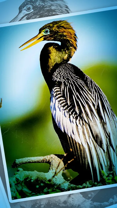 अनहिंगा पक्षी: प्रकृति का अद्भुत जलजीवी -Anhinga Birds Guide