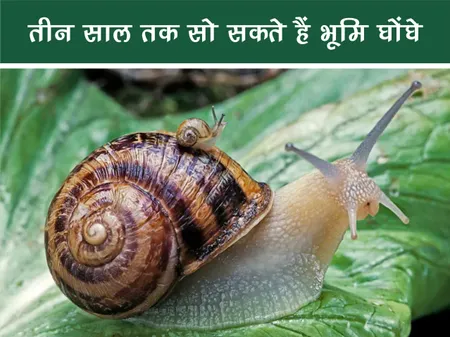 जंगल वर्ल्ड: तीन साल तक सो सकते हैं भूमि घोंघे