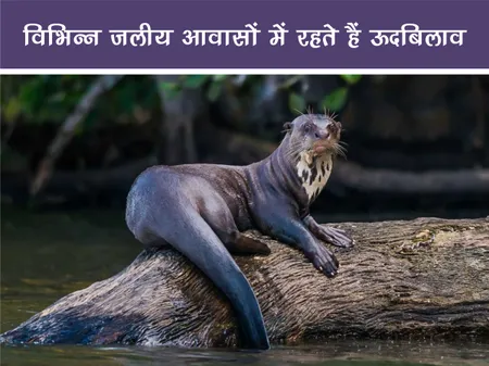 Short: Jungle World: विभिन्न जलीय आवासों में रहते हैं ऊदबिलाव