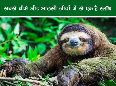 जंगल वर्ल्ड: सबसे धीमे और आलसी जीवों में से एक है स्लॉथ