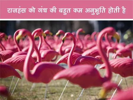 Short: Jungle World: राजहंस को गंध की बहुत कम अनुभूति होती है