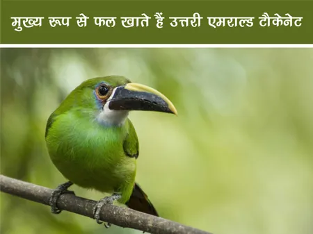 Short: Jungle World: मुख्य रूप से फल खाते हैं उत्तरी एमराल्ड टौकेनेट