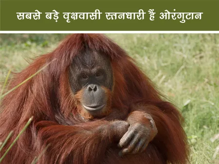 Short: Jungle World: सबसे बड़े वृक्षवासी स्तनधारी हैं ओरंगुटान