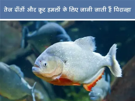 Short: Jungle World: तेज़ दाँतों और क्रूर हमलों के लिए जानी जाती हैं पिरान्हा