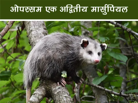 ओपस्सम: उत्तरी अमेरिका का अद्वितीय मार्सुपियल