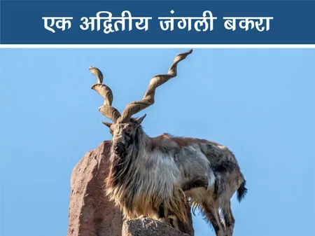 मारखोर: एक अद्वितीय जंगली बकरा