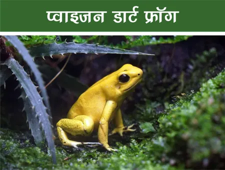 Short: Jungle World: प्वाइजन डार्ट फ्रॉग