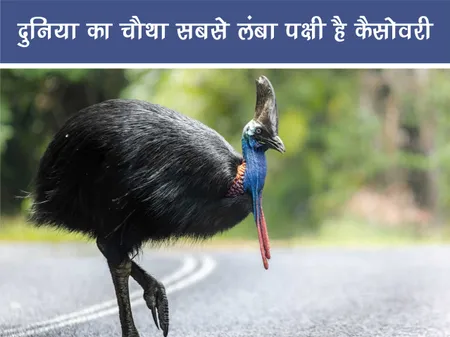 Short: Jungle World: दुनिया का चौथा सबसे लंबा पक्षी है कैसोवरी