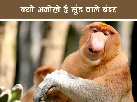 जंगल वर्ल्ड: क्यों अनोखे हैं सूंड वाले बंदर