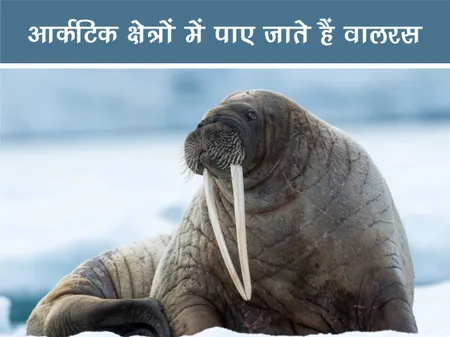 जंगल वर्ल्ड: आर्कटिक क्षेत्रों में पाए जाते हैं वालरस