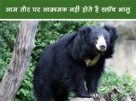 Short: Jungle World: आम तौर पर आक्रामक नहीं होते हैं स्लॉथ भालू