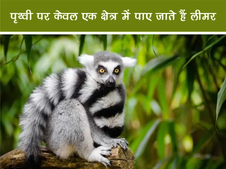 Short: जंगल वर्ल्ड: पृथ्वी पर केवल एक क्षेत्र में पाए जाते हैं लीमर