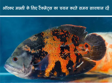 Short: जंगल वर्ल्ड: ऑस्कर मछली के लिए टैंकमेट्स का चयन करते समय सावधान रहें