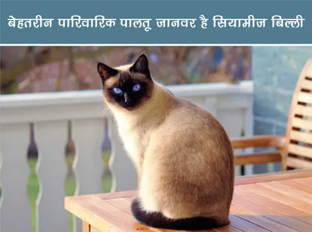 जंगल वर्ल्ड: बेहतरीन पारिवारिक पालतू जानवर है सियामीज़ बिल्ली