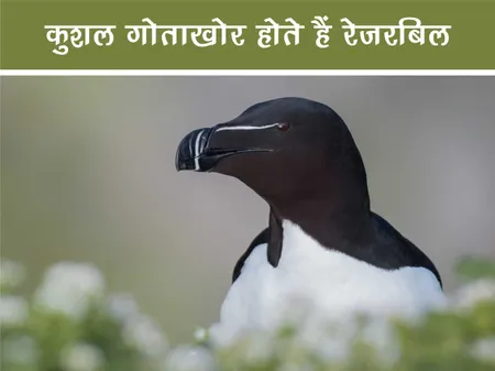 Short: Jungle World: कुशल गोताखोर होते हैं रेज़रबिल