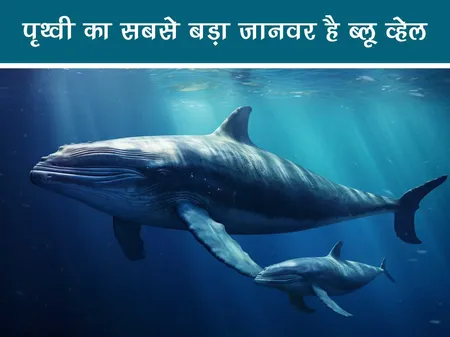 Short: Jungle World: पृथ्वी का सबसे बड़ा जानवर है ब्लू व्हेल