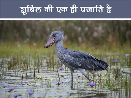 Short: Jungle World: शूबिल की एक ही प्रजाति है