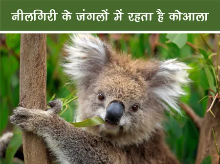 Short: Jungle World: नीलगिरी के जंगलों में रहता है कोआला