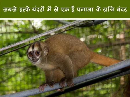 जंगल वर्ल्ड: सबसे हल्के बंदरों में से एक हैं पनामा के रात्रि बंदर