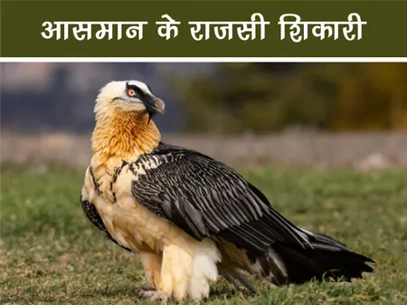 दाढ़ी वाले गिद्ध: आसमान के राजसी शिकारी