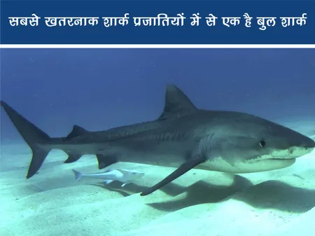 जंगल वर्ल्ड: सबसे खतरनाक शार्क प्रजातियों में से एक है बुल शार्क