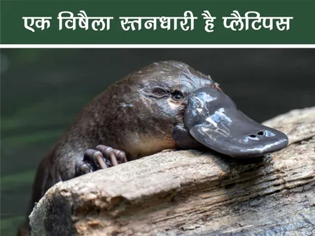 Short: जंगल वर्ल्ड: एक विषैला स्तनधारी है प्लैटिपस