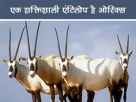 ओरिक्स: एक शक्तिशाली एंटिलोप