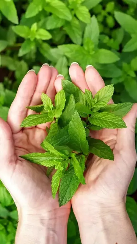 तुलसी के पत्तों का पानी 7